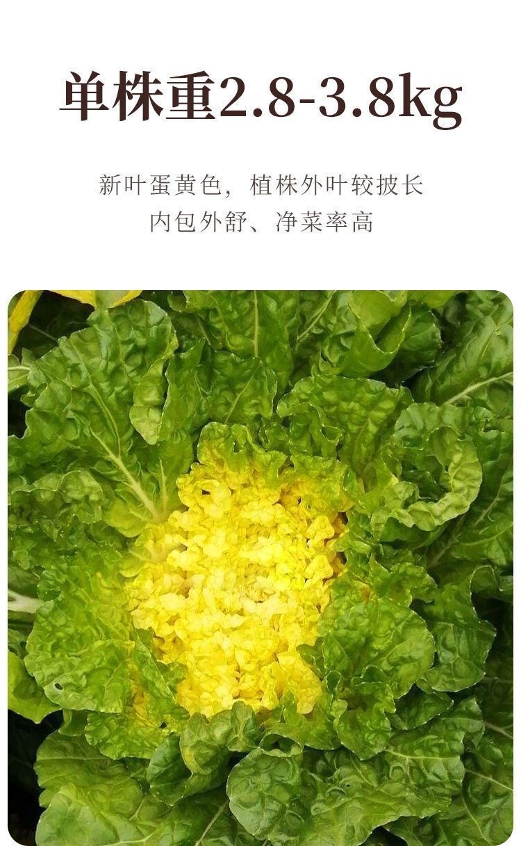 6180bdd2935a7ccdf1bf4f6a1c77b198_O1CN01JA6x0P1VKQ7Jr9t2n_!!2216474432634-0-cib.jpg